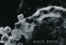TINDERSTICKS –
Minute Bodies: The Intimate World Of F. Percy Smith