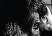 KILLBODY TUNING – Pictorial