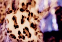 Hathors – Grief, Roses & Gasoline