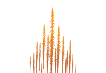 SÉBASTIEN LEBLANC – NORDICITÉ (INDÉPENDANT)