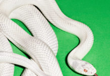 DEFTONES – Private Music